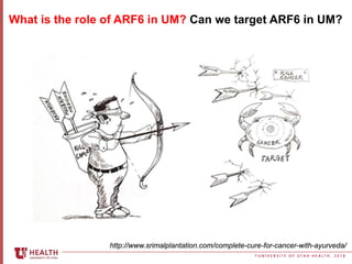 © U N I V E R S I T Y O F U T A H H E A L T H , 2 0 1 8
What is the role of ARF6 in UM? Can we target ARF6 in UM?
http://w...