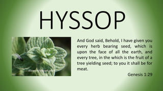 HYSSOPAnd God said, Behold, I have given you
every herb bearing seed, which is
upon the face of all the earth, and
every tree, in the which is the fruit of a
tree yielding seed; to you it shall be for
meat.
Genesis 1:29
 