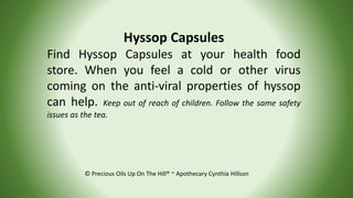 © Precious Oils Up On The Hill® ~ Apothecary Cynthia Hillson
Hyssop Capsules
Find Hyssop Capsules at your health food
stor...