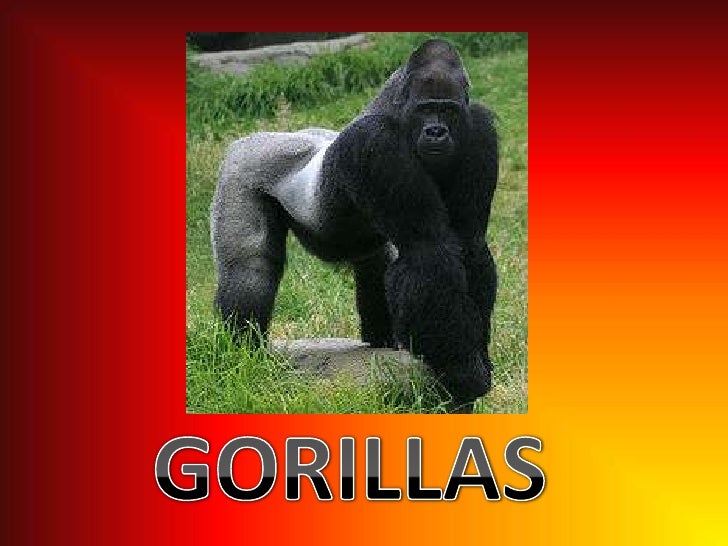 Gorillas