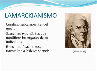 LAMARCKIANISMO
Condiciones cambiantes del
medio
Surgen nuevos hábitos que
modifican los órganos de los
individuos.
Estas modificaciones se
transmiten a la descendencia. (1744-1829)
 