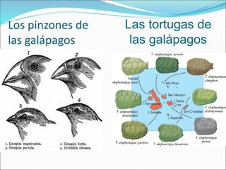Los pinzones de
las galápagos
Las tortugas de
las galápagos
 
