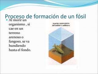 Proceso de formación de un fósil
 Al morir un
organismo , si
cae en un
terreno
arenoso o
fangoso, se va
hundiendo
hasta el fondo.
 