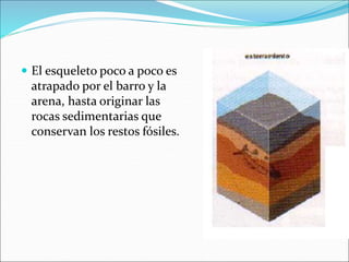  El esqueleto poco a poco es
atrapado por el barro y la
arena, hasta originar las
rocas sedimentarias que
conservan los restos fósiles.
 