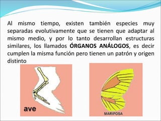 Al mismo tiempo, existen también especies muy
separadas evolutivamente que se tienen que adaptar al
mismo medio, y por lo tanto desarrollan estructuras
similares, los llamados ÓRGANOS ANÁLOGOS, es decir
cumplen la misma función pero tienen un patrón y origen
distinto
 
