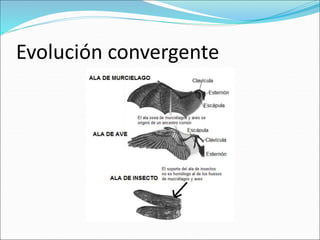 Evolución convergente
 