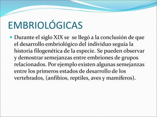 EMBRIOLÓGICAS
 Durante el siglo XIX se se llegó a la conclusión de que
el desarrollo embriológico del individuo seguía la
historia filogenética de la especie. Se pueden observar
y demostrar semejanzas entre embriones de grupos
relacionados. Por ejemplo existen algunas semejanzas
entre los primeros estados de desarrollo de los
vertebrados, (anfibios, reptiles, aves y mamíferos).
 
