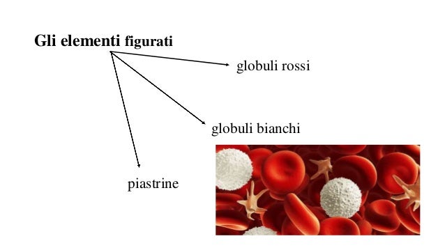Apparato cardiovascolare