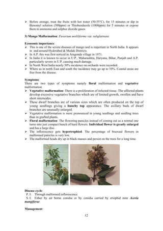 12
Before storage, treat the fruits with hot water (50-55°C), for 15 minutes or dip in
Benomyl solution (500ppm) or Thiobendazole (1000ppm) for 5 minutes or expose
them to ammonia and sulphur dioxide gases.
3) Mango Malformation: Fusarium moliliforme var. subglutinans
Economic importance:
This is one of the severe diseases of mango and is important in North India. It appears
in and around Hyderabed & Medak Districts.
In A.P. this was first noticed in Aragonda village in 1971.
In India it is known to occur in U.P., Maharashtra, Haryana, Bihar, Punjab and A.P.
particularly severe in U.P. causing much damage.
In North West India nearly 50% incidence on orchards were recorded.
Where as in north East and south the incidence may go up to 10%. Coastal areas are
free from the disease.
Symptoms:
There are two types of symptoms namely floral malformation and vegetative
malformation.
Vegetative malformation: There is a proliferation of infected tissue. The affected plants
develop excessive vegetative branches which are of limited growth, swollen and have
short internodes.
These dwarf branches are of various sizes which are often produced on the top of
young seedlings giving a bunchy top appearance. The axillary buds of dwarf
branches are unusually enlarged.
Vegetative malformation is more pronounced in young seedlings and seedling trees
than in grafted plants.
Floral malformation: The flowering panicles instead of coming out as a normal one
turns into just compact bunch of hard flowers. Individual flower is greatly enlarged
and has a large disc.
The inflorescence gets hypertrophied. The percentage of bisexual flowers in
malformed panicles is very low.
The malformed heads dry up in black masses and persist on the trees for a long time.
Disease cycle:
P. I: Through malformed inflorescence
S. I: Either by air borne conidia or by conidia carried by eriophid mite Aceria
mangiferae
Management:
 