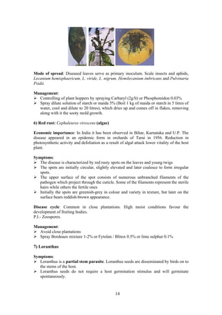 14
Mode of spread: Diseased leaves serve as primary inoculum. Scale insects and aphids,
Lecanium hemisphaericum, L. viride, L. nigrum, Hemilecanium imbricans and Pulvinaria
Psidii.
Management:
Controlling of plant hoppers by spraying Carbaryl (2g/lt) or Phosphomidon 0.03%
Spray dilute solution of starch or maida 5% (Boil 1 kg of maida or starch in 5 litres of
water, cool and dilute to 20 litres), which dries up and comes off in flakes, removing
along with it the sooty mold growth.
6) Red rust: Cephaleuros virescens (algae)
Economic importance: In India it has been observed in Bihar, Karnataka and U.P. The
disease appeared in an epidemic form in orchards of Tarai in 1956. Reduction in
photosynthetic activity and defoliation as a result of algal attack lower vitality of the host
plant.
Symptoms:
The disease is characterized by red rusty spots on the leaves and young twigs
The spots are initially circular, slightly elevated and later coalesce to form irregular
spots.
The upper surface of the spot consists of numerous unbranched filaments of the
pathogen which project through the cuticle. Some of the filaments represent the sterile
hairs while others the fertile ones
Initially the spots are greenish-grey in colour and variety in texture, but later on the
surface bears reddish-brown appearance.
Disease cycle: Common in close plantations. High moist conditions favour the
development of fruiting bodies.
P.I.- Zoospores.
Management:
Avoid close plantations
Spray Bordeaux mixture 1-2% or Fytolan / Blitox 0.5% or lime sulphur 0.1%
7) Loranthus
Symptoms:
Loranthus is a partial stem parasite. Loranthus seeds are disseminated by birds on to
the stems of the host.
Loranthus seeds do not require a host germination stimulus and will germinate
spontaneously.
 