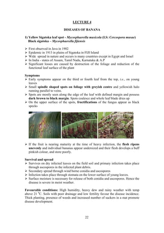 22
LECTURE 4
DISEASES OF BANANA
1) Yellow Sigatoka leaf spot - Mycosphaerella musicola (I.S: Cercospora musae)
Black sigatoka – Mycosphaerella fijiensis
First observed in Java in 1902
Epidemic in 1913 in plains of Sigatoka in FIJI Island
Wide spread in nature and occurs is many countries except in Egypt and Israel
In India - states of Assam, Tamil Nadu, Karnataka & A.P
Significant losses are caused by destruction of the foliage and reduction of the
functional leaf surface of the plant
Symptoms
Early symptoms appear on the third or fourth leaf from the top, i.e., on young
leaves
Small spindle shaped spots on foliage with greyish centre and yellowish halo
running parallel to veins.
Spots are mostly seen along the edge of the leaf with defined margin and possess
dark brown to black margin. Spots coalesce and whole leaf blade dries up
On the upper surface of the spots, fructifications of the fungus appear as black
specks
If the fruit is nearing maturity at the time of heavy infection, the flesh ripens
unevenly and individual bananas appear undersized and their flesh develops a buff
pinkish colour, and store poorly.
Survival and spread
Survives on dry infected leaves on the field soil and primary infection takes place
through ascospores in the infected plant debris.
Secondary spread through wind borne conidia and ascospores
Infection takes place through stomata on the lower surface of young leaves.
Surface moisture is necessary for release of both conidia and ascospores. Hence the
disease is severe in moist weather.
Favourable conditions: High humidity, heavy dew and rainy weather with temp
above 21 0
C. Soils with poor drainage and low fertility favour the disease incidence.
Thick planting, presence of weeds and increased number of suckers in a mat promote
disease development.
 