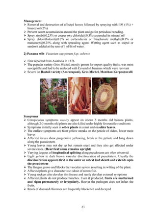 23
Management
Removal and destruction of affected leaves followed by spraying with BM (1%) +
linseed oil (2%)
Prevent water accumulation around the plant and go for periodical weeding.
Spray zineb@0.25% or copper oxy chloride@0.3% suspended in mineral oil
Spray chlorothalonil@0.2% or carbendazim or thiophanate methyl@0.1% or
mancozeb@0.25% along with spreading agent. Wetting agent such as teepol or
sandovit added at the rate of 1ml/lit of water.
2) Panama wilt- Fusarium oxysporum f.sp. cubense
First reported from Australia in 1876
The popular variety Gros Michel, mostly grown for export quality fruits, was most
susceptible and had to be replaced with Cavendish bananas which were resistant
Severe on Rastali variety (Amrutapani), Gros Michel, Monthan Karpooravalli
Symptoms
Conspicuous symptoms ususlly appear on atleast 5 months old banana plants,
although 2-3 months old plants are also killed under highly favourable conditions
Symptoms initially seen in older plants in a mat and on older leaves.
The earliest symptoms are faint yellow streaks on the petiole of oldest, lower most
leaves
Affected leaves show progressive yellowing, break at the petiole and hang down
along the pseudostem.
Young leaves may not dry up but remain erect and they also get affected under
severe cases. (Heart leaf alone remains upright)
Varying degrees of longitudinal splitting along pseudostem are often observed
Light yellow to dark brown vascular discolouration of pseudostem. Usually the
discolouration appears first in the outer or oldest leaf sheath and extends upto
the pseudostem
The fungus grows and blocks the vascular system resulting in wilting of the plant.
Affected plants give characteristic odour of rotten fish.
Young suckers also develop the disease and rarely develop external symptoms
Affected plants do not produce bunches. Even if produced, fruits are malformed
and ripen prematurely or irregularly. Hoever the pathogen does not infect the
fruits.
Roots of diseased rhizomes are frequently blackened and decayed
 