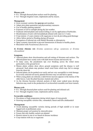 25
Disease cycle
P.I: Through diseased plant suckers used for planting.
S.I: Through irrigation water, implements and by insects.
Management
Grow resistant varieties like poovan and monthan.
Adopt strict plant quarantine and phytosanitary measures
Use of healthy planting material.
Exposure of soil to sunlight during dry hot weather.
Eradicate infected plants and suckers killing in situ by application of herbicides.
Disinfestation of tools with formaldehyde diluted with water in 1:3 ratio.
Crop rotation (3 years rotation with sugarcane or rice) & providing good drainage
Allow fallow period or flooding during off-season
Fumigation of infected site with Methyl Bromide or chloropicrin.
Spray systemic insecticide to prevent transmission of disease to healthy plants.
Biocontrol with Pseudomonas fluorescens
4) Erwinia rhizome rot: Erwinia caratovora sub.sp. caratovora or Erwinia
chrysanthemi
Symptoms
Affected plants show discolouration and soft rotting of rhizomes and suckers. The
affected plants have scanty roots with dark brown lesions and necrotic tip.
In many cases, the pseudostem tips over breaking across the rotted stems
particularly at the ground level.
Mature plants seldom show above ground symptoms until the disease is well
advanced. Such plants may produce small sized fruits which may fail to emerge
from the shoot tip.
Infected plants can be pushed over easily and are very susceptible to wind damage.
In severely infected soil newly planted rhizomes may rot and fail to sprout.
When young plants are infected, a dark brown necrosis appears in the lamina of the
older leaves. Later the plant becomes stunted and yellow.
As the rhizome becomes infected, pockets of dark water soaked areas develop.
Infection may result in the production of cavitieswhich resemble root borer tunnels.
Disease cycle
P.I: Through diseased plant suckers used for planting and infested soil.
S.I: Through irrigation water, implements and by insects.
Favourable conditions:
Prevalence of high temperature during initial stages of crop growth.
Growing susceptible varieties like, vamanakeli, basrai and tella chekkarakeli
Management
Avoid planting susceptible varieties during periods of high rainfall or in water
logged soils in problematic areas
Maintain proper soil aeration by intercultivation
Ensure that only healthy suckers are planted
Restrict ratoon to one or wo based on disease incidence
Crop rotation with rice or sugarcane
 