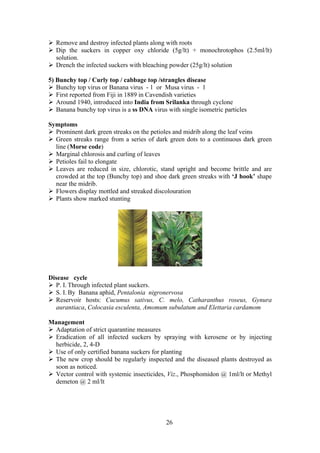 26
Remove and destroy infected plants along with roots
Dip the suckers in copper oxy chloride (5g/lt) + monochrotophos (2.5ml/lt)
solution.
Drench the infected suckers with bleaching powder (25g/lt) solution
5) Bunchy top / Curly top / cabbage top /strangles disease
Bunchy top virus or Banana virus - 1 or Musa virus - 1
First reported from Fiji in 1889 in Cavendish varieties
Around 1940, introduced into India from Srilanka through cyclone
Banana bunchy top virus is a ss DNA virus with single isometric particles
Symptoms
Prominent dark green streaks on the petioles and midrib along the leaf veins
Green streaks range from a series of dark green dots to a continuous dark green
line (Morse code)
Marginal chlorosis and curling of leaves
Petioles fail to elongate
Leaves are reduced in size, chlorotic, stand upright and become brittle and are
crowded at the top (Bunchy top) and shoe dark green streaks with ‘J hook’ shape
near the midrib.
Flowers display mottled and streaked discolouration
Plants show marked stunting
Disease cycle
P. I. Through infected plant suckers.
S. I. By Banana aphid, Pentalonia nigronervosa
Reservoir hosts: Cucumus sativus, C. melo, Catharanthus roseus, Gynura
aurantiaca, Colocasia esculenta, Amomum subulatum and Elettaria cardamom
Management
Adaptation of strict quarantine measures
Eradication of all infected suckers by spraying with kerosene or by injecting
herbicide, 2, 4-D
Use of only certified banana suckers for planting
The new crop should be regularly inspected and the diseased plants destroyed as
soon as noticed.
Vector control with systemic insecticides, Viz., Phosphomidon @ 1ml/lt or Methyl
demeton @ 2 ml/lt
 