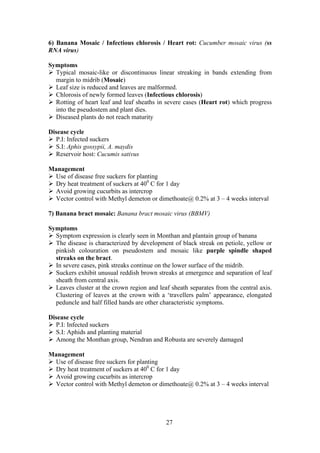 27
6) Banana Mosaic / Infectious chlorosis / Heart rot: Cucumber mosaic virus (ss
RNA virus)
Symptoms
Typical mosaic-like or discontinuous linear streaking in bands extending from
margin to midrib (Mosaic)
Leaf size is reduced and leaves are malformed.
Chlorosis of newly formed leaves (Infectious chlorosis)
Rotting of heart leaf and leaf sheaths in severe cases (Heart rot) which progress
into the pseudostem and plant dies.
Diseased plants do not reach maturity
Disease cycle
P.I: Infected suckers
S.I: Aphis gossypii, A. maydis
Reservoir host: Cucumis sativus
Management
Use of disease free suckers for planting
Dry heat treatment of suckers at 400
C for 1 day
Avoid growing cucurbits as intercrop
Vector control with Methyl demeton or dimethoate@ 0.2% at 3 – 4 weeks interval
7) Banana bract mosaic: Banana bract mosaic virus (BBMV)
Symptoms
Symptom expression is clearly seen in Monthan and plantain group of banana
The disease is characterized by development of black streak on petiole, yellow or
pinkish colouration on pseudostem and mosaic like purple spindle shaped
streaks on the bract.
In severe cases, pink streaks continue on the lower surface of the midrib.
Suckers exhibit unusual reddish brown streaks at emergence and separation of leaf
sheath from central axis.
Leaves cluster at the crown region and leaf sheath separates from the central axis.
Clustering of leaves at the crown with a ‘travellers palm’ appearance, elongated
peduncle and half filled hands are other characteristic symptoms.
Disease cycle
P.I: Infected suckers
S.I: Aphids and planting material
Among the Monthan group, Nendran and Robusta are severely damaged
Management
Use of disease free suckers for planting
Dry heat treatment of suckers at 400
C for 1 day
Avoid growing cucurbits as intercrop
Vector control with Methyl demeton or dimethoate@ 0.2% at 3 – 4 weeks interval
 