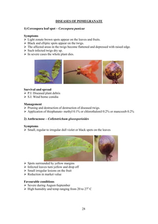28
DISEASES OF POMEGRANATE
1) Cercospora leaf spot – Cercospora punicae
Symptoms
Light zonate brown spots appear on the leaves and fruits.
Black and elliptic spots appear on the twigs.
The affected areas in the twigs become flattened and depressed with raised edge.
Such infected twigs dry up.
In severe cases the whole plant dies.
Survival and spread
P.I: Diseased plant debris
S.I: Wind borne conidia
Management
Pruning and destruction of destruction of diseased twigs.
Application of thiophanate- methyl 0.1% or chlorothalonil 0.2% or mancozeb 0.2%
2) Anthracnose – Colletotrichum gloeosporioides
Symptoms
Small, regular to irregular dull violet or black spots on the leaves
Spots surrounded by yellow margins
Infected leaves turn yellow and drop off
Small irregular lesions on the fruit
Reduction in market value
Favourable conditions
Severe during August-September
High humidity and temp ranging from 20 to 27o
C
 