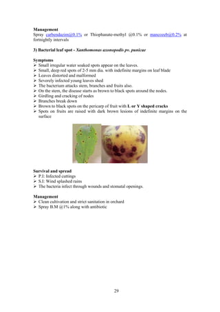 29
Management
Spray carbendazim@0.1% or Thiophanate-methyl @0.1% or mancozeb@0.2% at
fortnightly intervals
3) Bacterial leaf spot - Xanthomonas axonopodis pv. punicae
Symptoms
Small irregular water soaked spots appear on the leaves.
Small, deep red spots of 2-5 mm dia. with indefinite margins on leaf blade
Leaves distorted and malformed
Severely infected young leaves shed
The bacterium attacks stem, branches and fruits also.
On the stem, the disease starts as brown to black spots around the nodes.
Girdling and cracking of nodes
Branches break down
Brown to black spots on the pericarp of fruit with L or Y shaped cracks
Spots on fruits are raised with dark brown lesions of indefinite margins on the
surface
Survival and spread
P.I: Infected cuttings
S.I: Wind splashed rains
The bacteria infect through wounds and stomatal openings.
Management
Clean cultivation and strict sanitation in orchard
Spray B.M @1% along with antibiotic
 