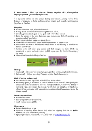 33
3. Anthracnose / Birds eye disease: Elsinoe ampelina (I.S: Gloeosporium
ampelophagum or Sphaceloma ampelinum)
It is especially serious on new sprouts during rainy season. Among various foliar
diseases of grapevine in India, anthracnose has longest spell spread over the period
from June to October
Symptoms
Visible on leaves, stem, tendrils and berries.
Young shoots and fruits are more susceptible than leaves.
Circular, greyish black spots or red spots with yellow halo appear.
Later the centre of the spot becomes grey, sunken and fall off resulting in a
symptom called ‘shot hole’.
Black, sunken lesions appear on young shoots.
Cankerous lesions on older shoots. Girdling and death of shoots occur.
Infection on the stalk of bunches and berries result in the shedding of bunches and
berries respectively.
Sunken spots with ashy grey centre and dark margin on fruits (Birds eye
symptom). In warm and wet weather pinkish spore mass develop in the centre of
the spots
Mummification and shedding of berries.
Etiology
Anamorph – Gloeorporium ampelophagum, produce hyaline, single celled conidia.
Teleomorph - Elsinoe ampelina, Produces hyaline 4 celled ascospores
Mode of spread and survival
Survives as dormant mycelium in the infected stem-cankers
Secondary spread is by means of conidia formed in the leaf and other plant parts
which are easily disseminated by wind and splashed rain. Continuous drizzle of
rain for 2-3 days encourages the disease. No infection can take place in the absence
of rain. Wind associated with warm atmosphere (temp.) and heavy rains favour the
disease spread.
Favourable conditions
Warm wet weather
Low lying and badly drained soils.
Anab-e-shahi is susceptible.
Management
Removal of infected twigs
Selection of cuttings from disease free areas and dipping them in 3% FeSO4
solution for ½ an hour before planting.
Spraying Bordeaux mixture 1% or COC@ 0.2% or carbendazim@0.1%.
 