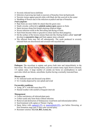 41
Severely infected leaves defoliate
Infection of growing tips leads to necrosis of branches from tip backwards
Necrotic tissues appear grayish white with black dot like acervuli in the center
Shedding of flowers due to the infection at pedicel and tips of branches
Fruit symptoms
Ripe fruits are more liable for attack than the green ones
Small, circular, yellowish to pinkish sunken spots appear on fruits
Spots increase along fruit length attaining elliptical shape
Severe infection result in the shrivelling and drying of fruits.
Such fruits become white or greyish in colour and lose their pungency.
On the surface of the lesions minute black dot like fruiting bodies called ‘acervuli’
develop in concentric rings and fruits appear straw coloured
The affected fruits may fall off subsequently. The seeds produced in severely
infected fruits are discoloured and covered with mycelial mat.
Pathogen: The mycelium is septate and grows both inter and intracellularly in the
host tissue. The asexual fruiting bodies, acervuli contain many rigid, brown coloured,
1-5 septate setae. A large number of conidia are borne on conidiophores in each
acervulus which are falcate, unicellular, hyaline having a normally truncated base.
Disease cycle
P.I: Infected seeds and diseased crop debris
S.I: Conidia dispersed by rain splash and wind
Favourable conditions
Temp, 280
C with RH more than 97%
Humid weather with rainfall at frequent intervals
Management
Collect and destroy all infected plant parts
Collect seeds only form fruits without infection
Removal and destruction of Solanaceous weed hosts and infected plant debris
Seed treatment with captan or Thiram 3-4g/kg
Spray thrice with captan@1.5% or mancozeb@0.25%. just before flowering, at
fruit formation stage and 15 days after second spray.
Resistant varieties: G3, G4, B61, Lorai, etc.
 