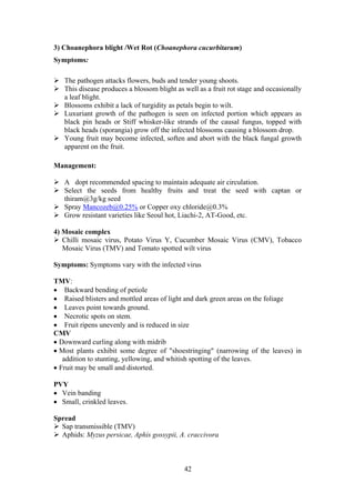 42
3) Choanephora blight /Wet Rot (Choanephora cucurbitarum)
Symptoms:
The pathogen attacks flowers, buds and tender young shoots.
This disease produces a blossom blight as well as a fruit rot stage and occasionally
a leaf blight.
Blossoms exhibit a lack of turgidity as petals begin to wilt.
Luxuriant growth of the pathogen is seen on infected portion which appears as
black pin heads or Stiff whisker-like strands of the causal fungus, topped with
black heads (sporangia) grow off the infected blossoms causing a blossom drop.
Young fruit may become infected, soften and abort with the black fungal growth
apparent on the fruit.
Management:
A dopt recommended spacing to maintain adequate air circulation.
Select the seeds from healthy fruits and treat the seed with captan or
thiram@3g/kg seed
Spray Mancozeb@0.25% or Copper oxy chloride@0.3%
Grow resistant varieties like Seoul hot, Liachi-2, AT-Good, etc.
4) Mosaic complex
Chilli mosaic virus, Potato Virus Y, Cucumber Mosaic Virus (CMV), Tobacco
Mosaic Virus (TMV) and Tomato spotted wilt virus
Symptoms: Symptoms vary with the infected virus
TMV:
• Backward bending of petiole
• Raised blisters and mottled areas of light and dark green areas on the foliage
• Leaves point towards ground.
• Necrotic spots on stem.
• Fruit ripens unevenly and is reduced in size
CMV
• Downward curling along with midrib
• Most plants exhibit some degree of "shoestringing" (narrowing of the leaves) in
addition to stunting, yellowing, and whitish spotting of the leaves.
• Fruit may be small and distorted.
PVY
• Vein banding
• Small, crinkled leaves.
Spread
Sap transmissible (TMV)
Aphids: Myzus persicae, Aphis gossypii, A. craccivora
 