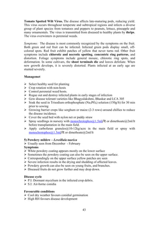 43
Tomato Spotted Wilt Virus. The disease affects late-maturing pods, reducing yield.
This virus occurs throughout temperate and subtropical regions and infects a diverse
group of plant species from tomatoes and peppers to peanuts, lettuce, pineapple and
many ornamentals. The virus is transmitted from diseased to healthy plants by thrips.
The virus overwinters in perennial weeds.
Symptoms: The disease is most commonly recognized by the symptoms on the fruit.
Both green and red fruit can be infected. Infected green pods display small, off-
colored spots. Red fruit exhibit patches of yellow that never turns red. Other fruit
symptoms include chlorotic and necrotic spotting, concentric ring patterns, and
distortion. Foliage symptoms include general mosaic, chlorotic ring spots, and
deformation. In some cultivars, the shoot terminals die and leaves defoliate. When
new growth develops, it is severely distorted. Plants infected at an early age are
stunted severely.
Managemet
Select healthy seed for planting
Crop rotation with non-hosts
Control perennial weed hosts.
Rogue out and destroy infected plants in early stages of infection
Gow disease tolerant varieties like Bhagyalakshmi, Bhaskar and LCA 305
Soak the seed in Trisodium orthophosphate (Na3PO4) solution (150g/lt) for 30 min
prior to sowing
Growing barrier crops like sorghum or maize (2-3 rows) around chillies to reduce
the disease incidence.
Cover the seed bed with nylon net or paddy straw
Spray seedlings in nursery with monochrotophos@1.5ml/lt or dimethoate@2ml/lt
before transplantation in the main field.
Apply carbofuran granules@10-12kg/acre in the main field or spray with
monochrotophos@1.5ml/lt or dimethoate@2ml/lt
5) Powdery mildew – Leveillula taurica
Usually seen from December - February
Symptoms
White powdery coating appears mostly on the lower surface
Sometimes the powdery coating can also be seen on the upper surface.
Correspondingly on the upper surface yellow patches are seen
Severe infection results in the drying and shedding of affected leaves.
Powdery growth can also be seen on young fruits, and branches.
Diseased fruits do not grow further and may drop down.
Disease cycle
P.I: Dormant mycelium in the infected crop debris.
S.I: Air-borne conidia
Favourable conditions
Cool dry weather favours conidial germination
High RH favours disease development
 