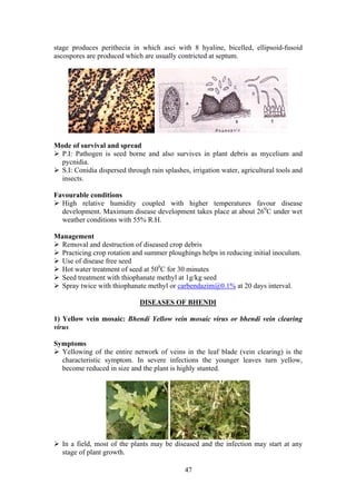 47
stage produces perithecia in which asci with 8 hyaline, bicelled, ellipsoid-fusoid
ascospores are produced which are usually contricted at septum.
Mode of survival and spread
P.I: Pathogen is seed borne and also survives in plant debris as mycelium and
pycnidia.
S.I: Conidia dispersed through rain splashes, irrigation water, agricultural tools and
insects.
Favourable conditions
High relative humidity coupled with higher temperatures favour disease
development. Maximum disease development takes place at about 260
C under wet
weather conditions with 55% R.H.
Management
Removal and destruction of diseased crop debris
Practicing crop rotation and summer ploughings helps in reducing initial inoculum.
Use of disease free seed
Hot water treatment of seed at 500
C for 30 minutes
Seed treatment with thiophanate methyl at 1g/kg seed
Spray twice with thiophanate methyl or carbendazim@0.1% at 20 days interval.
DISEASES OF BHENDI
1) Yellow vein mosaic: Bhendi Yellow vein mosaic virus or bhendi vein clearing
virus
Symptoms
Yellowing of the entire network of veins in the leaf blade (vein clearing) is the
characteristic symptom. In severe infections the younger leaves turn yellow,
become reduced in size and the plant is highly stunted.
In a field, most of the plants may be diseased and the infection may start at any
stage of plant growth.
 