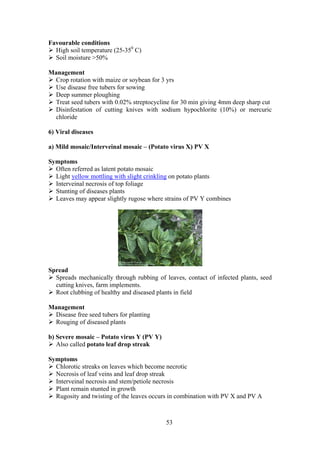 53
Favourable conditions
High soil temperature (25-350
C)
Soil moisture >50%
Management
Crop rotation with maize or soybean for 3 yrs
Use disease free tubers for sowing
Deep summer ploughing
Treat seed tubers with 0.02% streptocycline for 30 min giving 4mm deep sharp cut
Disinfestation of cutting knives with sodium hypochlorite (10%) or mercuric
chloride
6) Viral diseases
a) Mild mosaic/Interveinal mosaic – (Potato virus X) PV X
Symptoms
Often referred as latent potato mosaic
Light yellow mottling with slight crinkling on potato plants
Interveinal necrosis of top foliage
Stunting of diseases plants
Leaves may appear slightly rugose where strains of PV Y combines
Spread
Spreads mechanically through rubbing of leaves, contact of infected plants, seed
cutting knives, farm implements.
Root clubbing of healthy and diseased plants in field
Management
Disease free seed tubers for planting
Rouging of diseased plants
b) Severe mosaic – Potato virus Y (PV Y)
Also called potato leaf drop streak
Symptoms
Chlorotic streaks on leaves which become necrotic
Necrosis of leaf veins and leaf drop streak
Interveinal necrosis and stem/petiole necrosis
Plant remain stunted in growth
Rugosity and twisting of the leaves occurs in combination with PV X and PV A
 