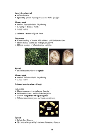54
Survival and spread
Infected tubers
Spread by aphids, Myzus persicae and Aphis gossypii
Management
Disease free seed tubers for planting
Rouging of diseased plants
Aphid control
c) Leaf roll – Potato leaf roll virus
Symptoms
Upward rolling of leaves, which have a stiff leathery texture
Plants stunted and have a stiff upright growth
Phloem necrosis of tubers in some varieties
Spread
Infected seed tubers or by aphids
Management
Disease free seed tubers for planting
Aphid control
7) Potato spindle tuber – Viroid
Symptoms
Plants appear erect, spindly and dwarfed
Leaves small, erect and leaflets dark green
Tubers elongated with tapering ends
Tuber eyes are numerous and more conspicuous
Spread
Infected seed tubers
Mechanically spread by knives used to cut seed tubers
 
