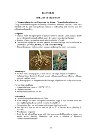 61
LECTURE 11
DISEASES OF CRUCIFERS
1) Club root of crucifers or Finger and toe disease: Plasmodiophora brassicae
Fairly severe in hilly regions on cabbage, cauliflower and other crucifers. Fields once
infested with the club root pathogen remain so indefinitely and become unfit for
cultivation of crucifers.
Symptoms
Infected plants have pale green to yellowish leaves initially. Later, infected plants
show wilting in the middle of hot, sunny days, recovering during the night
Stunting of above ground parts and reduction in size of heads
Characteristic symptoms become apparent in advanced stage of root infection as
spindlelike, spherical, knobby, or club-shaped swellings.
The swellings may be few, or they coalesce and cover the entire root system
Disease cycle
P.I: Soil borne resting spores, which survive for longer periods in soil (10yrs.)
Collateral hosts: Broccoli, Brussels sprout, cabbage, cauliflower, Chinese cabbage,
mustard, raddish, turnip
S.I: Resting spores or zoospores carried through irrigation water or by root contact
Favourable conditions
It occur at a temp range of 12-270
C (250
C)
High soil moisture
Neutral to acidic soils 5-7.0 pH
Management
Use of seedlings from disease free fields
Plant cabbage and other susceptible cruciferous crops in well drained fields that
have a pH slightly above neutral (usually about pH 7.2)
Crop rotation does not work since pathogen persists long in soil.
Add hydrated lime to soil to increase pH to 7.2 ( 6weeks before planting @
2.5T/ha)
Avoid excess irrigation
Treat the soil of seed bed areas with chloropicrin, methyl bromide or vapam two
weeks before planting. Drenching soil with a solution of Brassicol
(Pentachloronitrobenzene)
 