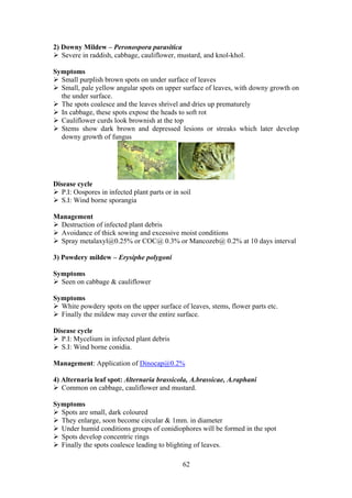 62
2) Downy Mildew – Peronospora parasitica
Severe in raddish, cabbage, cauliflower, mustard, and knol-khol.
Symptoms
Small purplish brown spots on under surface of leaves
Small, pale yellow angular spots on upper surface of leaves, with downy growth on
the under surface.
The spots coalesce and the leaves shrivel and dries up prematurely
In cabbage, these spots expose the heads to soft rot
Cauliflower curds look brownish at the top
Stems show dark brown and depressed lesions or streaks which later develop
downy growth of fungus
Disease cycle
P.I: Oospores in infected plant parts or in soil
S.I: Wind borne sporangia
Management
Destruction of infected plant debris
Avoidance of thick sowing and excessive moist conditions
Spray metalaxyl@0.25% or COC@ 0.3% or Mancozeb@ 0.2% at 10 days interval
3) Powdery mildew – Erysiphe polygoni
Symptoms
Seen on cabbage & cauliflower
Symptoms
White powdery spots on the upper surface of leaves, stems, flower parts etc.
Finally the mildew may cover the entire surface.
Disease cycle
P.I: Mycelium in infected plant debris
S.I: Wind borne conidia.
Management: Application of Dinocap@0.2%
4) Alternaria leaf spot: Alternaria brassicola, A.brassicae, A.raphani
Common on cabbage, cauliflower and mustard.
Symptoms
Spots are small, dark coloured
They enlarge, soon become circular & 1mm. in diameter
Under humid conditions groups of conidiophores will be formed in the spot
Spots develop concentric rings
Finally the spots coalesce leading to blighting of leaves.
 