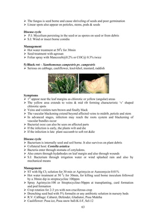 63
The fungus is seed borne and cause shriveling of seeds and poor germination
Linear spots also appear on petioles, stems, pods & seeds
Disease cycle
P.I: Mycelium persisting in the seed or as spores on seed or from debris
S.I: Wind or insect borne conidia
Management
Hot water treatment at 500
c for 30min
Seed treatment with agrosan
Foliar spray with Mancozeb@0.2% or COC@ 0.3% twice
5) Black rot – Xanthomonas campestris pv. campestris
Serious on cabbage, cauliflower, knol-khol, mustard, raddish
Symptoms
1st
appear near the leaf margins as chlorotic or yellow (angular) areas
The yellow area extends to veins & mid rib forming characteristic ‘v’ shaped
chlorotic spots
Veins and veinlets turn brown and finally black
The vascular blackening extend beyond affected veins to midrib, petiole and stem
In advanced stages, infection may reach the roots system and blackening of
vascular bundles occur
Bacterial ooze can also be seen on affected parts
If the infection is early, the plants wilt and die
If the infection is late plant succumb to soft rot &die
Disease cycle
Bacterium is internally seed and soil borne. It also survives on plant debris
Collateral host: Centella asiatica
Bacteria enter through stomata of cotyledons.
Also enters through hydathodes on leaf margin and also through wounds
S.I: Bacterium through irrigation water or wind splashed rain and also by
mechanical means
Management
ST with Hg Cl2 solution for 30 min or Agrimycin or Aureomycin 0.01%
Hot water treatment at 50 0
c for 30min, for killing seed borne inoculum followed
by a 30min dip in streptocycline 100ppm
Spray Agrimycin-100 or Streptocycline-50ppm at transplanting, curd formation
and pod formation
Crop rotation for 2-3 yrs with non cruciferous crop
Drenching seed bed with 5% formalin or any antibiotic solution in nursery beds
R.V: Cabbage: Cabaret, Defender, Gladiator, Pusa Muktha
Cauliflower: Pusa ice, Pusa snow ball-K-I-F, Sel-12
 