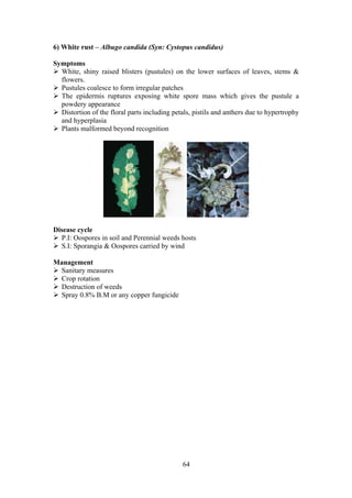 64
6) White rust – Albugo candida (Syn: Cystopus candidus)
Symptoms
White, shiny raised blisters (pustules) on the lower surfaces of leaves, stems &
flowers.
Pustules coalesce to form irregular patches
The epidermis ruptures exposing white spore mass which gives the pustule a
powdery appearance
Distortion of the floral parts including petals, pistils and anthers due to hypertrophy
and hyperplasia
Plants malformed beyond recognition
Disease cycle
P.I: Oospores in soil and Perennial weeds hosts
S.I: Sporangia & Oospores carried by wind
Management
Sanitary measures
Crop rotation
Destruction of weeds
Spray 0.8% B.M or any copper fungicide
 