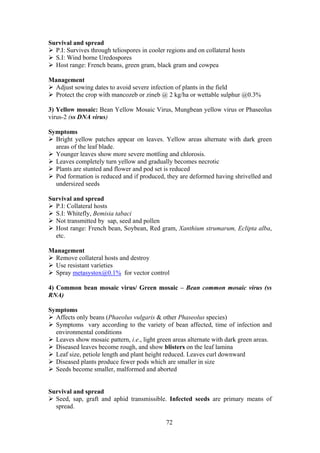 72
Survival and spread
P.I: Survives through teliospores in cooler regions and on collateral hosts
S.I: Wind borne Uredospores
Host range: French beans, green gram, black gram and cowpea
Management
Adjust sowing dates to avoid severe infection of plants in the field
Protect the crop with mancozeb or zineb @ 2 kg/ha or wettable sulphur @0.3%
3) Yellow mosaic: Bean Yellow Mosaic Virus, Mungbean yellow virus or Phaseolus
virus-2 (ss DNA virus)
Symptoms
Bright yellow patches appear on leaves. Yellow areas alternate with dark green
areas of the leaf blade.
Younger leaves show more severe mottling and chlorosis.
Leaves completely turn yellow and gradually becomes necrotic
Plants are stunted and flower and pod set is reduced
Pod formation is reduced and if produced, they are deformed having shrivelled and
undersized seeds
Survival and spread
P.I: Collateral hosts
S.I: Whitefly, Bemisia tabaci
Not transmitted by sap, seed and pollen
Host range: French bean, Soybean, Red gram, Xanthium strumarum, Eclipta alba,
etc.
Management
Remove collateral hosts and destroy
Use resistant varieties
Spray metasystox@0.1% for vector control
4) Common bean mosaic virus/ Green mosaic – Bean common mosaic virus (ss
RNA)
Symptoms
Affects only beans (Phaeolus vulgaris & other Phaseolus species)
Symptoms vary according to the variety of bean affected, time of infection and
environmental conditions
Leaves show mosaic pattern, i.e., light green areas alternate with dark green areas.
Diseased leaves become rough, and show blisters on the leaf lamina
Leaf size, petiole length and plant height reduced. Leaves curl downward
Diseased plants produce fewer pods which are smaller in size
Seeds become smaller, malformed and aborted
Survival and spread
Seed, sap, graft and aphid transmissible. Infected seeds are primary means of
spread.
 