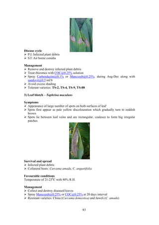 83
Disease cycle
P.I: Infected plant debris
S.I: Air borne conidia
Management
Remove and destroy infected plant debris
Treat rhizomes with COC@0.25% solution
Spray Carbendazim@0.1% or Mancozeb@0.25%. during Aug-Dec along with
sandovit@0.5 ml/lt
Avoid excess shading
Tolerant varieties: TS-2, TS-4, TS-9, TS-88
3) Leaf blotch – Taphrina maculans
Symptoms
Appearance of large number of spots on both surfaces of leaf
Spots first appear as pale yellow discolouration which gradually turn to reddish
brown
Spots lie between leaf veins and are rectangular, coalesce to form big irregular
patches
Survival and spread
Infected plant debris
Collateral hosts: Curcuma amada, C. angustifolia
Favourable conditions
Temperature of 21-230
C with 80% R.H.
Management
Collect and destroy diseased leaves
Spray Mancozeb@0.25% or COC@0.25% at 20 days interval
Resistant varieties: China (Curcuma domestica) and Jaweli (C. amada)
 