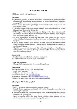 84
DISEASES OF ZINGER
1) Rhizome rot/soft rot – Pythium sp.
Symptoms
Rhizome rot of zinger is common in all zinger growing areas. When infection takes
place through contaminated seed, sprouts fail to grow resulting in pre-emergence
damping off.
If the disease strikes after sprouting it manifests itself on the leaves, which turn
pale green in colour.
Yellowing is noticed on the top leaves, gradually spreading downwards of the leaf
blade and leaf sheath along the margin.
Yellowing is followed by withering and drying of the dead area gradually
extending to leaf sheath. Dead leaves ultimately drop off and hang down along the
stem till the entire shoot becomes dry.
On stem, a translucent brown lesion develop at collar region and later becomes
water soaked and soft, extends to whole shoots and can be easily pulled out from
this point.
Soft rot extends from the collar region to rhizomes which first become discoloured
and gradually decompose, forming a watery mass of putrifying tissues enclosed by
tough ring of rhizome.
The fibrovascular strands are rarely affected. Roots arising from affected rhizome
undergo rotting and softening. Rotting is also noticed in rhizomes collected from
infected crop during storage.
Disease cycle
P.I: Survive in soil and infected rhizomes as oospores
S.I: Spreads through irrigation water as zoospores
Favourable conditions
Mimegralla flies play a role in the spread of the pathogen
Management
Crop rotation for 3-5 years with non-host crops
Avoid water stagnation
Collect the seed from disease free plots
Rhizome treatment with Metalaxyl@0.2%
Drench the field with COC@0.3% or Metalaxyl@0.2%
Control the Mimegralla insects by 0.05% methyl parathion
2) Leaf spot – Phyllosticta zingiberi
Symptoms
In A.P., the disease is common during monsoon months.
Initially disease appears as small, yellowish oval to elongated spots on the leaves
measuring 0.5 to 1 mm.
The spots enlarge; turn to white and papery at the centre with dark brown margin
surrounded by a yellow halo.
Spots are usually isolated but under humid conditions they coalesce with one
another developing towards margin forming a big lesion
 