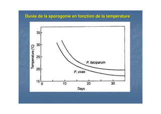 DurDuréée de la sporogonie en fonction de la tempe de la sporogonie en fonction de la tempéératurerature
 