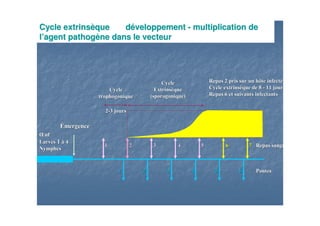 !! ""##
$% ! & # '$% ! & # '! %( & #! %( & #
)) * + !* + !
% ) %! ! (, -% ) %! ! (, - ..
!! ""# /# / 00 + !00 + !
% 1 2 -% 1 2 -
33 --
!2!2 00 44 55
6%(6%(
776 !&6 !&
% &% &00 )) ** 55 88 11 99
00 )) ** 55 88 11
Cycle extrinsCycle extrinsèèque dque dééveloppementveloppement -- multiplication demultiplication de
ll’’agent pathogagent pathogèènene dans le vecteurdans le vecteur
 