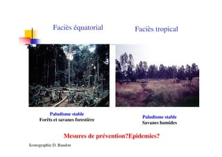 Faciès équatorial
Paludisme stable
Forêts et savanes forestière
Mesures de prévention?Epidemies?
Faciès tropical
Paludisme stable
Savanes humides
Iconographie D. Baudon
 