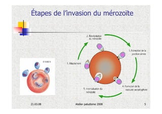 Étapes de l’invasion du mérozoïte




21.03.08      Atelier paludisme 2008   5
 
