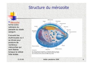 Structure du mérozoïte


  Mérozoïte:
forme extra
cellulaire du
parasite au stade
sanguin.
Il envahit les
érythrocytes où il
se divise pour
produire de
nombreux
mérozoïtes qui
sont libérés
lorsque la cellule
hôte éclate.

          21.03.08           Atelier paludisme 2008   6
 
