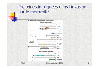 Proiteines impliquées dans l’invasion
par le mérozoïte




21.03.08       Atelier paludisme 2008   7
 