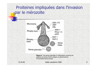 Proiteines impliquées dans l’invasion
par le mérozoïte




             Figure 4. The apical orgenelles of Plasmodium, showing the
             positions of some of their antigens as determined by
             immunoelectronmicroscopy

  21.03.08                Atelier paludisme 2008                          8
 