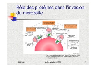 Rôle des protéines dans l’invasion
du mérozoïte




                Fig. 1. Schematic depicting the early stages of red blood cell (RBC)
                invasion by the malaria merozoite, and the putative roles of the
                various protein types


21.03.08      Atelier paludisme 2008                                                   9
 
