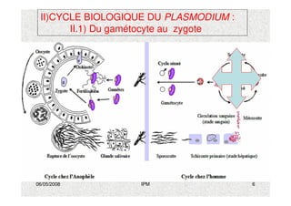 06/05/2008 IPM 6
II)CYCLE BIOLOGIQUE DU PLASMODIUM :
II.1) Du gamétocyte au zygote
 