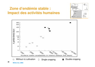 Zone d’endémie stable :
Impact des activités humaines




          Without riz cultivation   Single cropping   Double cropping
20
     Brïet et al., 2003
 