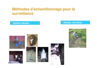 Méthodes d’échantillonnage pour la
    surveillance

    Stades adultes             Stades larvaires




8
 