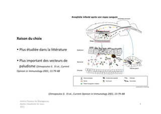 Anophèle infesté après son repas sanguin




Raison du choix

 Plus étudiée dans la littérature

 Plus important des vecteurs de
  paludisme (Dimopoulos G. Et al., Current
Opinion in Immunology 2001, 13:79–88




                                (Dimopoulos G. Et al., Current Opinion in Immunology 2001, 13:79–88

  Institut Pasteur de Madagascar,
  Atelier Paludisme 31 mars                                                                           4
  2011
 