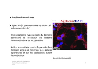  Protéines immunitaires


 AgDscam (A. gambiae down syndrom cell
 adhesion molecule )

 Immunoglobine hypervariable du domaine
 contenant le récepteur du système
 immunitaire inné de An. gambiae

 Action immunitaire contre le parasite dans
 l’intestin ainsi qu’à l’intérieur des cellules
 épithéliales et sur les sporozoïtes durant
 leur expulsion
                                                  Dong Y, PLoS Biology, 2006
  Institut Pasteur de Madagascar,
  Atelier Paludisme 31 mars                                                    7
  2011
 