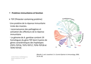  Protéines immunitaires et fonction

 TEP (Thioester-containing protéine)
Une protéine de la réponse immunitaire
  innée des insectes.
  reconnaissance des pathogènes et
  activation des effecteurs de la réponse
  immunitaire
  Le génome de A. gambiae contient 19
  homologues du gène TEP dont 4 paires de
  gènes caractéristiques des haplotypes
  (TEP1-TEP16, TEP5-TEP17, TEP6-TEP18 et
  TEP8-TEP19)


                                    (Blandin S. and Levashina E. A. Current Opinion in Immunology, 2004,
  Institut Pasteur de Madagascar,   16:16–20)
  Atelier Paludisme 31 mars                                                                            8
  2011
 