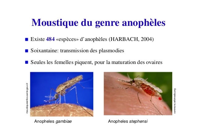 Dispersion Et Vol Des Anopheles Interet Des Etudes De Genetique Des